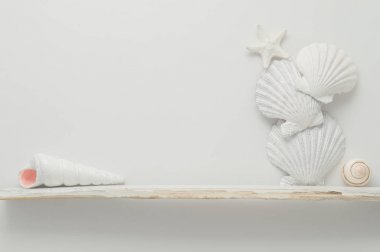 Deniz öğeleri raf.