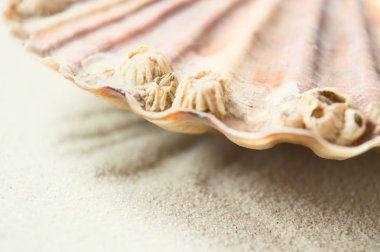 Tarak oceanic ayrıntıları.