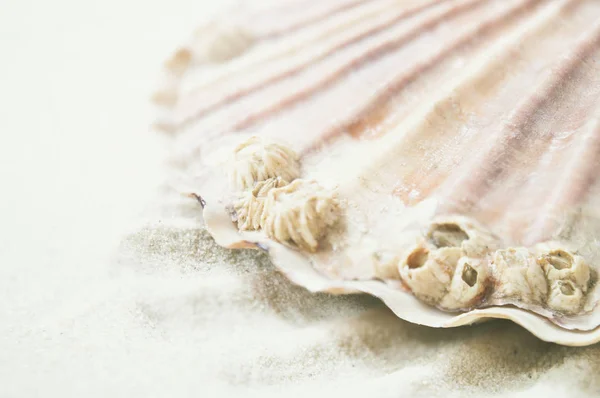 Scallop detalhes oceânicos . — Fotografia de Stock