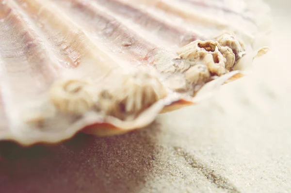 Scallop detalhes oceânicos . — Fotografia de Stock