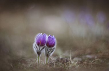 Bahar çiçekleri güzel mor anemon (Pasque).