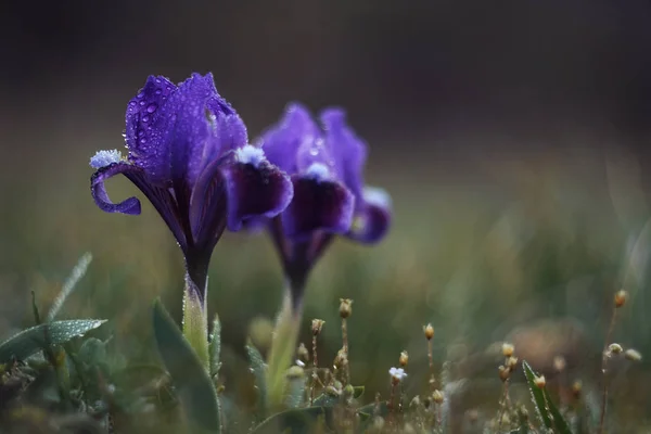 在草地上春天的美丽紫色鸢尾 （Iris 薜荔） 花. — 图库照片