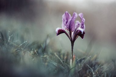 Güzel mor Iris (Iris pumila) çiçek bahar pastel renklerde, çim.