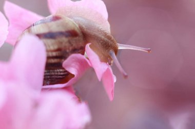 Salyangoz pembe bahar çiçek.
