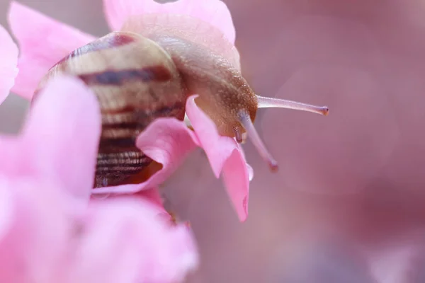 หอยทากบนดอกไม้ฤดูใบไม้ผลิสีชมพู . — ภาพถ่ายสต็อก