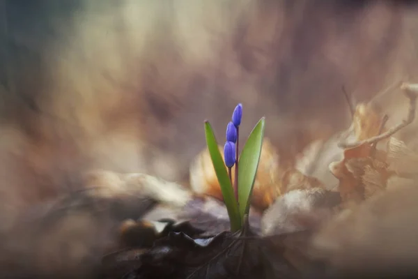 One of the first spring flowers (Scilla bifolia) in the forest. — Stock Photo, Image