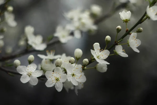 Delicado cerezo (Cerasus) flores / flor de cerezo en primavera . —  Fotos de Stock