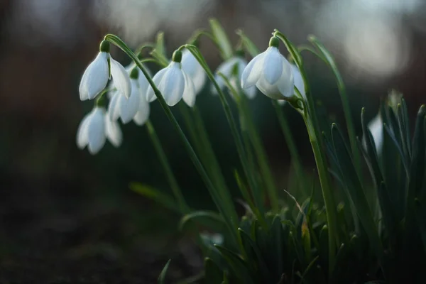 A lot of beautiful snowdrop flowers (Galanthus nivalis) at spring. — Stock Photo, Image