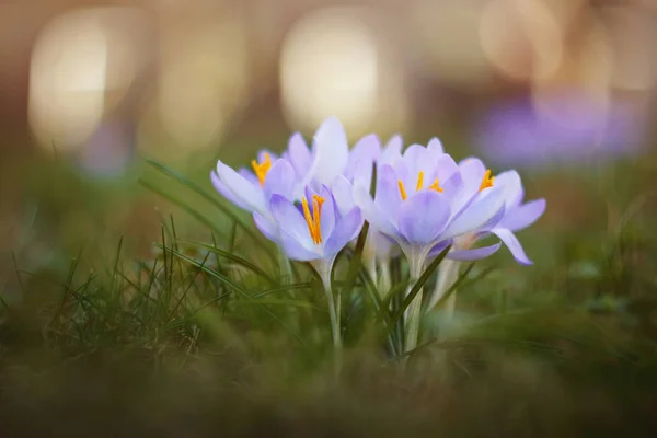 Bellissimi fiori viola primaverili (Crocus heuffelianus) al sole . — Foto Stock