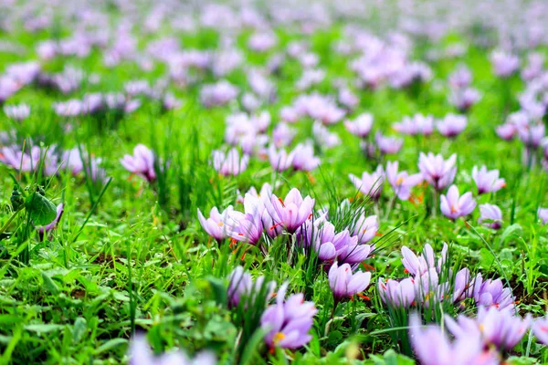 Belos campos de crocos violetas — Fotografia de Stock