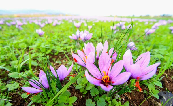 Beautiful fields of violet crocuses — Stock Photo, Image