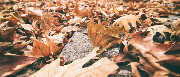 Folhas secas no chão — Fotografia de Stock