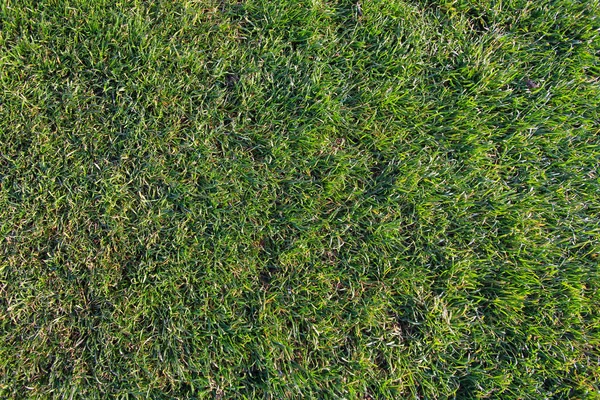 Green soccer field background — Stock Photo, Image