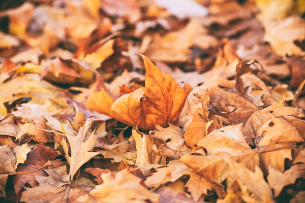 Feuilles d'érable séchées fond — Photo