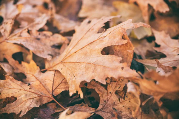 カエデの葉の背景を乾燥 — ストック写真