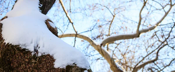 Tronco d'albero coperto di neve — Foto Stock