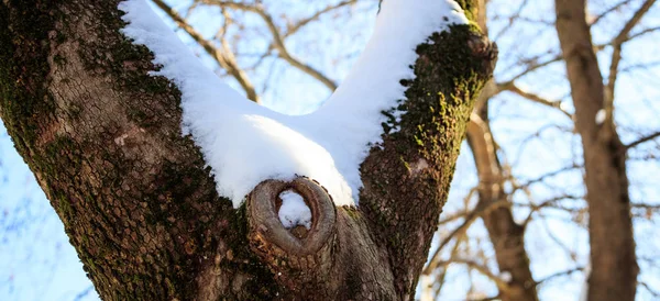 Karla kaplı ağaç gövdesi — Stok fotoğraf