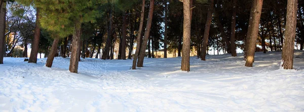 Árboles troncos sobre un fondo cubierto de nieve — Foto de Stock