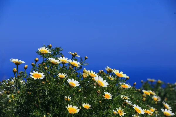 Daisy flowers against blue background — Stock Photo, Image