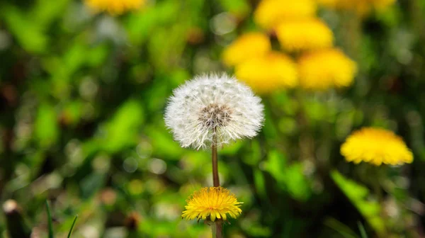 Close up of delicate dandelions — Stock Photo, Image