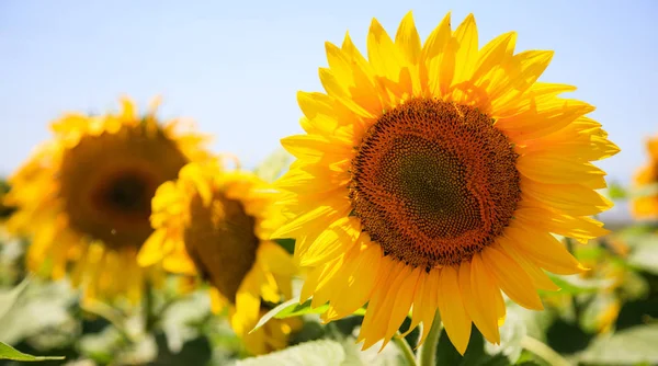 Kvetoucí slunečnice zblízka — Stock fotografie