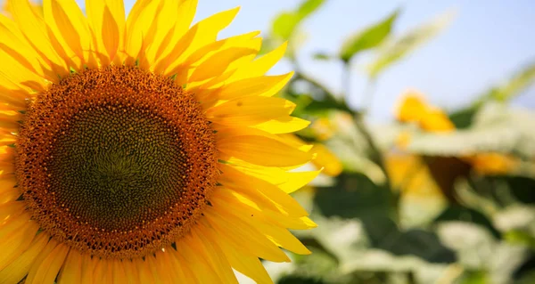 Blühende Sonnenblumen aus nächster Nähe — Stockfoto