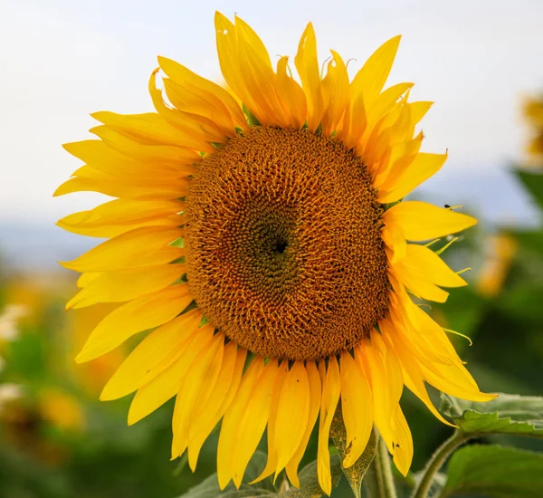 Blooming sunflower close up — Stock Photo, Image