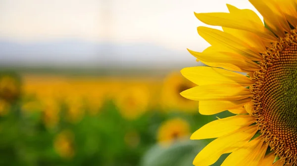 Kwitnący słonecznik z bliska — Zdjęcie stockowe