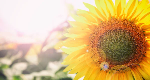 Blooming sunflower close up — Stock Photo, Image