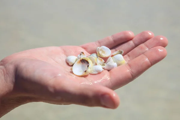 Seashells in a palm — Stock Photo, Image