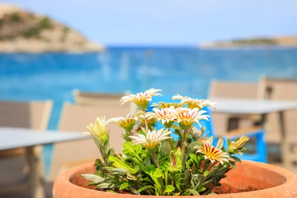 Maceta con flores sobre un fondo azul del mar y del cielo — Foto de Stock