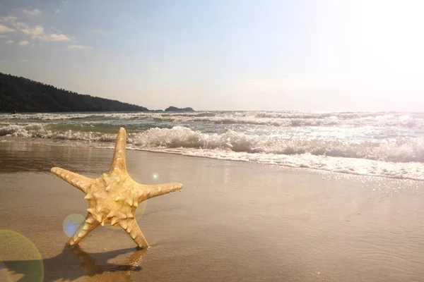 Estrella de mar en la playa — Foto de Stock