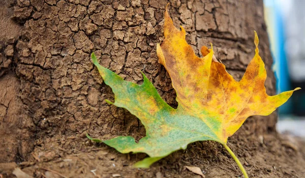 Feuille d'érable sur le sol — Photo