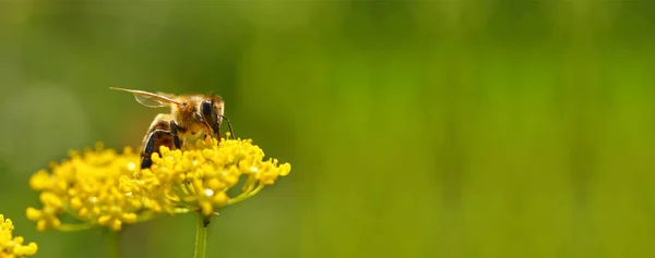 Honeybee harvesting pollen from flowers — Stock Photo, Image