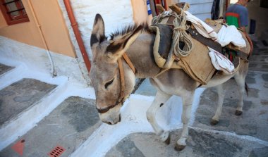 Eski taş merdivenle bir Yunan adasında geleneksel eşek.