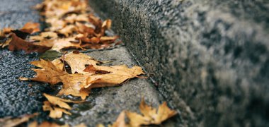 Akçaağaç yolda düşmüş sonbahar yaprakları