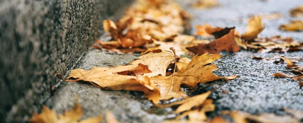 Feuilles d'érable tombées sur la route à l'automne — Photo