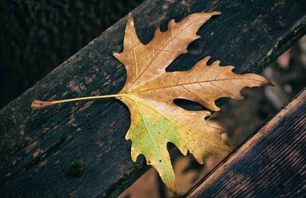Maple leaf gevallen op een houten bankje in najaar — Stockfoto