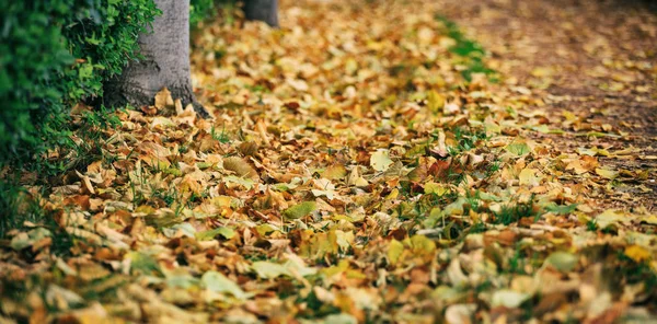 Feuilles d'érable tombées au sol à l'automne — Photo