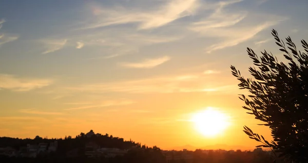 Ramita de olivo sobre fondo de atardecer. Atenas, Grecia . —  Fotos de Stock