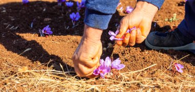 Bir alan Iridaceae sonbahar hasat işçi