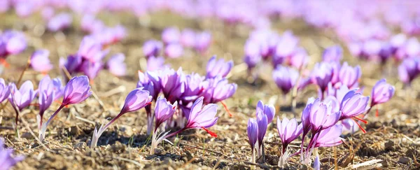 Primo piano di fiori di zafferano in un campo in autunno — Foto Stock