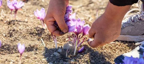 Worker harvesting crocus in a field at autumn — Stock Photo, Image