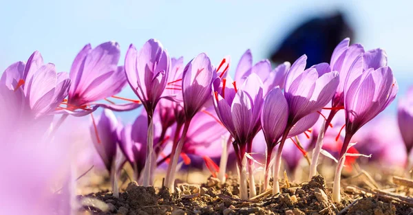 Close up of saffron flowers in a field at autumn — Stock Photo, Image