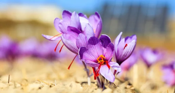 Zbliżenie kwiatów szafranu w polu o jesieni — Zdjęcie stockowe