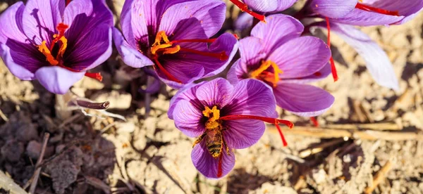 El primer plano de la abeja sobre la flor del azafrán — Foto de Stock