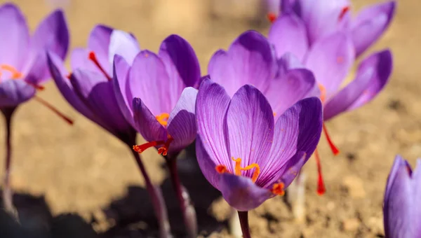 El primer plano de las flores de azafrán en el campo en otoño — Foto de Stock