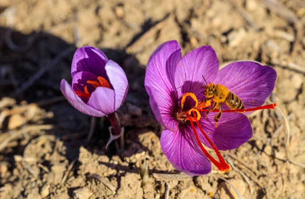 Zbliżenie na pszczoły na kwiat szafranu — Zdjęcie stockowe