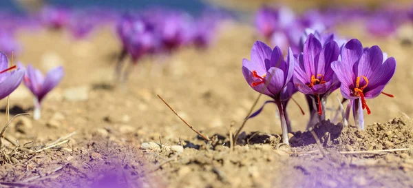 Close up de flores de açafrão em um campo no outono — Fotografia de Stock