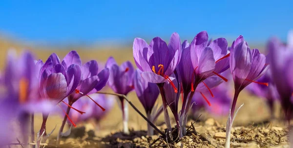 El primer plano de las flores de azafrán en el campo en otoño — Foto de Stock